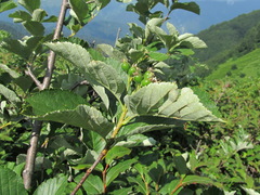 Sorbus kuznetzovii