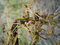 Cuscuta monogyna