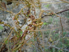 Cuscuta monogyna