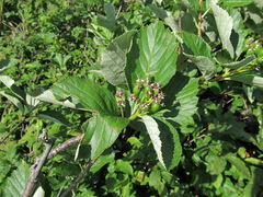 Sorbus kuznetzovii