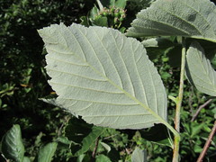 Sorbus kuznetzovii