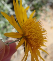 Berkheya fruticosa