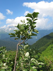 Sorbus kuznetzovii