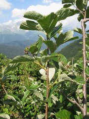 Sorbus kuznetzovii