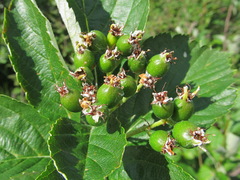 Sorbus kuznetzovii