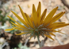 Berkheya fruticosa