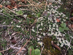 Pyxidanthera brevifolia