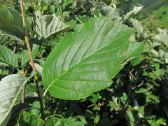 Sorbus kuznetzovii