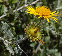 Berkheya fruticosa