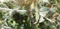 Berkheya fruticosa