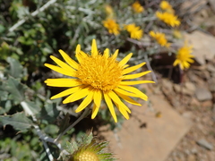 Berkheya fruticosa
