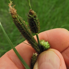 Carex emoryi