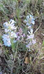 Penstemon angustifolius