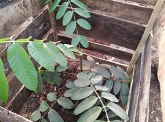 Canarium schweinfurthii