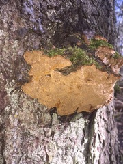 Phellinus abietis