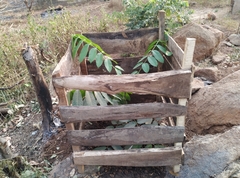 Canarium schweinfurthii