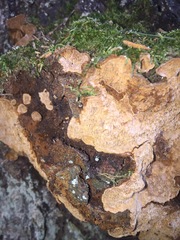 Phellinus abietis