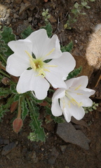 Oenothera cespitosa