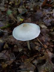 Zhuliangomyces illinitus