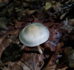 Zhuliangomyces illinitus