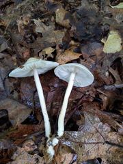 Zhuliangomyces illinitus