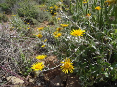 Berkheya fruticosa