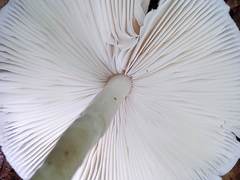 Zhuliangomyces illinitus