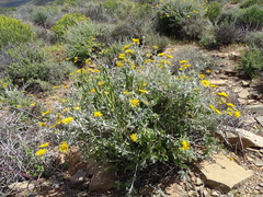 Berkheya fruticosa