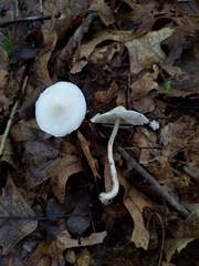 Zhuliangomyces illinitus