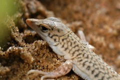 Reticulate Sand Lizard photo 5