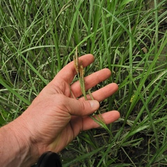 Carex emoryi