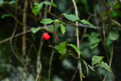 Ardisia pusilla
