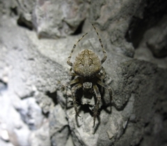 Neoscona subfusca