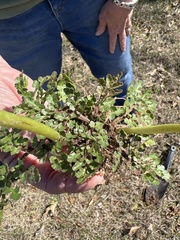 Sceptridium lunarioides