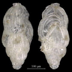 Trifarina fluens