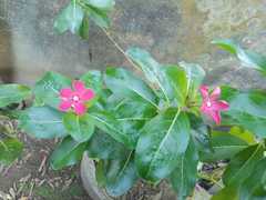 Catharanthus roseus