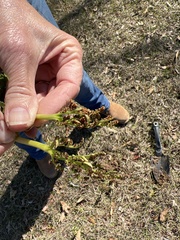 Sceptridium lunarioides