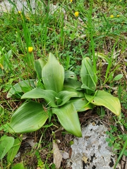 Himantoglossum hircinum