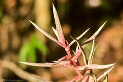 Tillandsia streptophylla