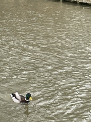 Anas platyrhynchos