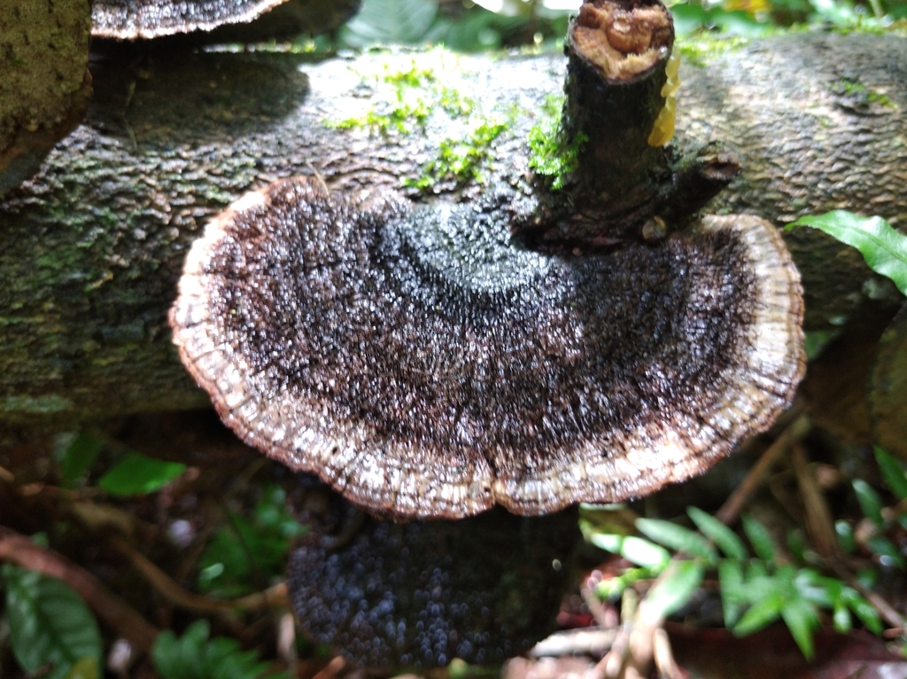 Hexagonia hydnoides · March 2022 · photo: © malte_kroemer (iNaturalist, cc-by)