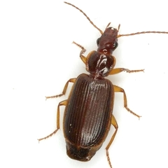 Cymindis platicollis