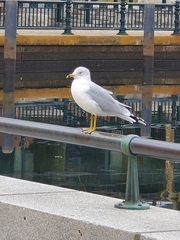 Larus delawarensis