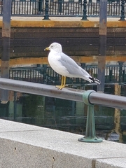 Larus delawarensis