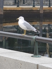Larus delawarensis