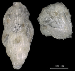 Trifarina fluens
