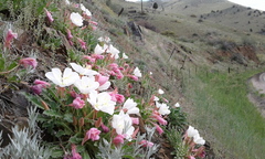Oenothera cespitosa