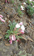 Oenothera cespitosa