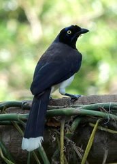 Cyanocorax affinis affinis