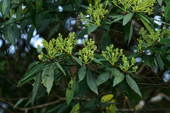 Machilus zuihoensis mushaensis